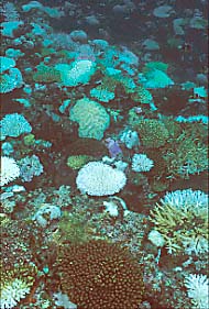 coral bl1-3.JPG (27969 ???)