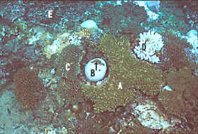 coral bl 2-5.JPG (29962 ???)