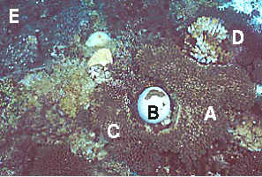 coral bl 2-7.JPG (33237 ???)
