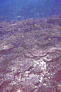 coral bl990103ma1.JPG (23905 oCg)