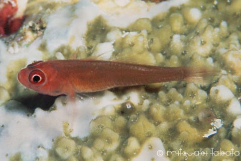 Ring-eyed pygmy-goby