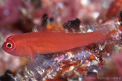 Ring-eyed pygmy-goby