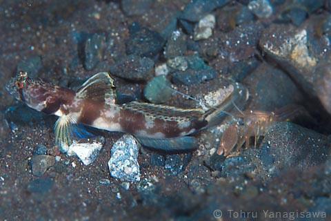 Tomiyamichthys oni