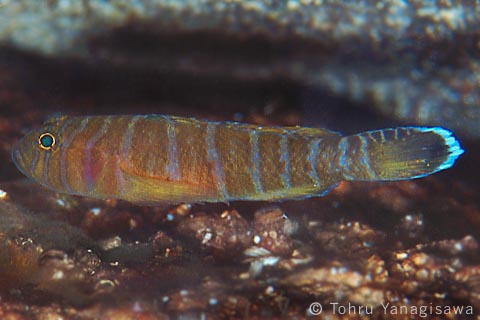 Priolepis sp.