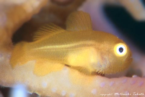 Emerald coral goby