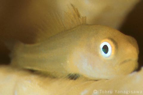 Emerald coral goby