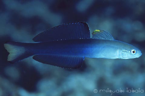 Blackfin dart goby