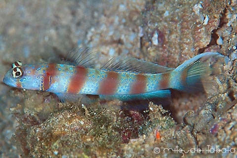 Antitropical shrimpgoby