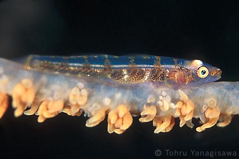 Gorgonian goby