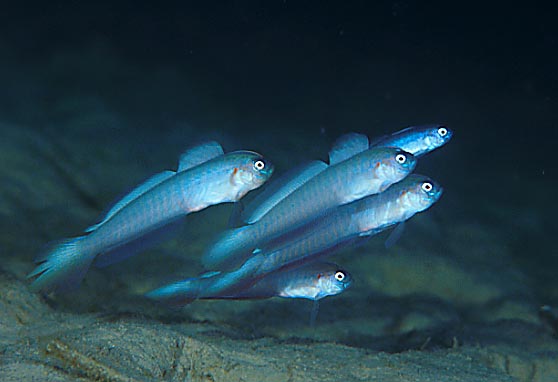 Robust ribbon-goby