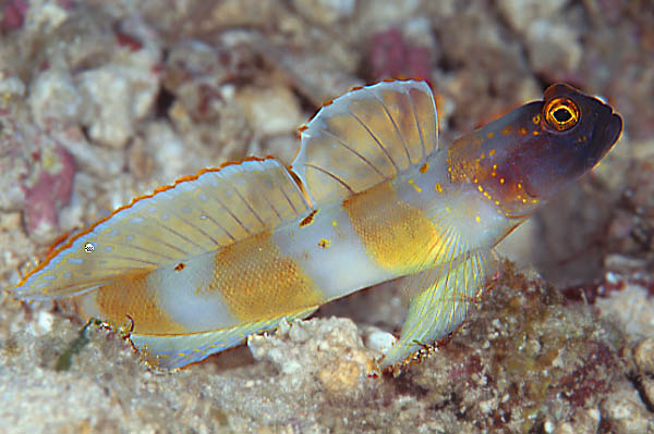 Purple face goby