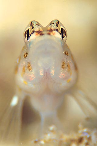 Gold-specked prawn-goby