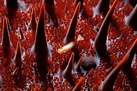 A tiny shrimp on a Crown-of Thorns starfish