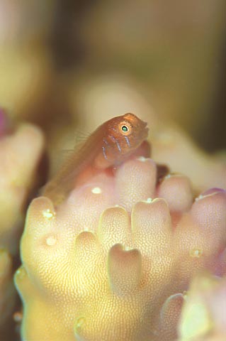 Coral goby on the branch of Acropora coral